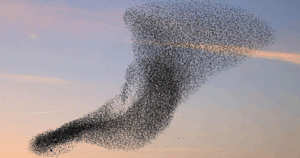 The Migration Questions CPOs Are Afraid To Ask - There's a pattern in how most CPO migration conversations start. The technical questions come first, because those feel concrete and answerable. How long will this take? Will my chargers go offline? What data can we bring over?